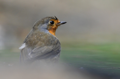 Het was wel koud weer vandaag.
Wij zagen deze roodborst bij een watertje staan.
Vindt het wazige wel mooi.