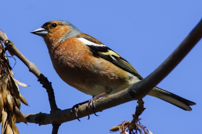 deze vink bleef vlak voor me op een tak zitten leuk om mee te maken bij ons zijn ze echt heel schuw. veel of weinig mensen is heel goed te merken aan vogels