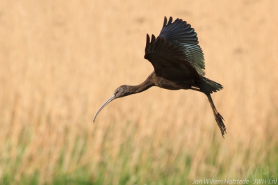 Ook aan de IJssel werden we recent verwent met een bezoek van de Zwarte Ibis. Ik was in de buurt toen de melding kwam vanaf de Yperenplas. Binnen 15 minuten was ik ter plaatse en kon ik een nieuwe soort voor mij in Nederland prachtig bekijken. Natuurlijk kon ik de Zwarte Ibis al veel eerder zien in NL deze winter; maar zo in je eigen "werkgebied" is een stuk leuker!