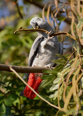 Grote tropische verrassing was toen we zelf aan de ontbijttafel aanschoven deze prachtige vogel in de boom naast ons ook een hapje kwam eten. Vervolgens bijna 3 weken op een rij kwam hij 's ochtends en som ook bij zonsondergang met ons mee eten ;-) . Tot de boom helemeel leeg was.