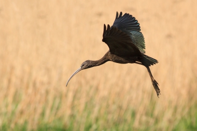 Ook aan de IJssel werden we recent verwent met een bezoek van de Zwarte Ibis. Ik was in de buurt toen de melding kwam vanaf de Yperenplas. Binnen 15 minuten was ik ter plaatse en kon ik een nieuwe soort voor mij in Nederland prachtig bekijken. Natuurlijk kon ik de Zwarte Ibis al veel eerder zien in NL deze winter; maar zo in je eigen "werkgebied" is een stuk leuker!