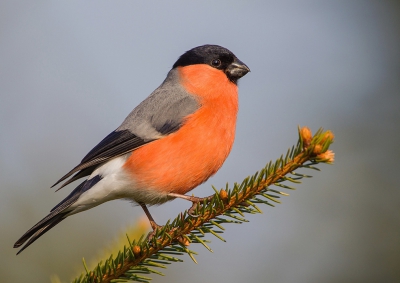 <i class='fa fa-user'></i>&nbsp;vogeljan&nbsp;|   Goudvink&nbsp; <i class='fa fa-eye'>&nbsp;725</i> &nbsp;<i class='fa fa-thumbs-up'>&nbsp;14</i> &nbsp; <i class='fa fa-comment-o'>&nbsp;17</i>