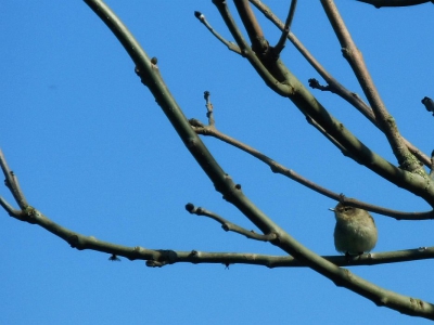 Ik ging gisteren met mijn broertje naar de Hollandse Kade om vogels te kijken. We zagen veel tjiftjafjes. Van dit exemplaar heb ik een redelijke foto gemaakt.