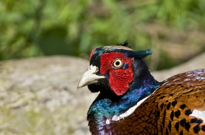 Prachtige kleuren heeft deze fazant, zeker z'n kop met ook de oortjes.
Groetjes,
RogK