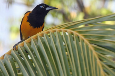 We zijn tweenhalve week naar Curacao en Bonaire geweest.
In de tuin bij ons huisje zaten diverse prachtige vogels. Waaronder een paar soorten troepialen.