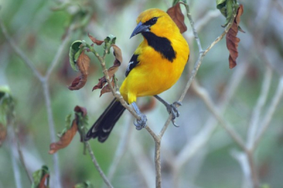 Gele troepialen zaten ook bij ons in de tuin van ons huisje op de Westpunt van Curacao
