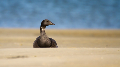 Gewoon een rotgans in het zand. Tegen het blauw van de Oosterschelde.