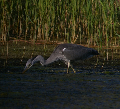 een reiger van afgelopen zomer. mischien een druke achtergrond maar wel boeiende kleuren.