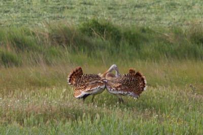 Deze foto is speciaal voor Josephine.
We zijn sinds gisteren in Spanje en voor vandaag stond Villaffila voor de Grote Trappen op het programma. Nou die hebben we gezien hoor, in totaal 20. Wat een ontzettend mooie vogels. Deze waren druk met de balts bezig, erg leuk om te zien maar voor het mooie zitten ze eigenlijk te ver.