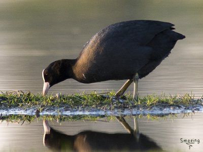 vlak voor zonsondergang deze meerkoet gefotografeerd