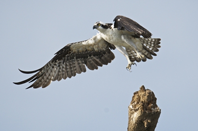 De roofvogels zijn ook goed vertegenwoordigd in dit mangrove gebied. Deze visarend heeft er zijn eigen stekkie en heeft geen moeite om aan zijn voedsel te komen.