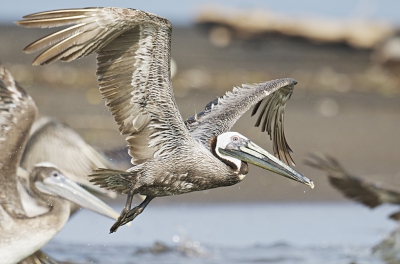 In de bomen op het land en op de zandbanken voor de kust zijn in deze periode honderden Bruine Pelikanen te bewonderen. Verder op zee zie je massa's Fregatvogels maar helaas te ver om mooi vast te leggen. Veel foto's van de Pelikanen kunnen maken waarvan ik deze wil laten zien.