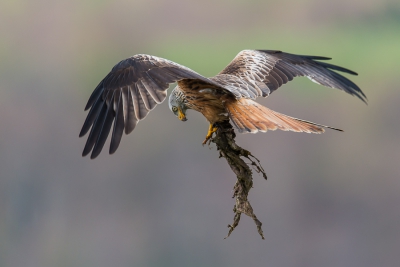 Vluchtshot van een rode wouw met prooi waar de scherpte op de kop zit en de beweging van de vleugels zorgt nog voor wat onscherpte. 
Foto is gemaakt vanuit een vogelkijkhut