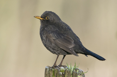 De Merel is een veel voorkomende vogel, of moet ik zeggen "was", hij begint zeldzaam te worden. Deze kwam mooi poseren voor mij.
Groetjes,
RogK
