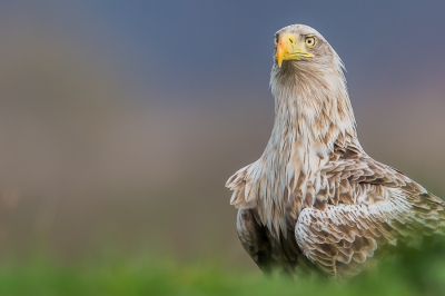 Portret van een zeearend gemaakt tijdens een vogeluitstap in Duitsland. Heb hem maar kortstondig gezien maar het loont de moeite.