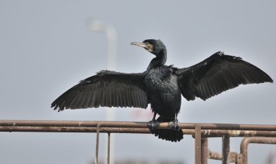 Ook al struikel je er zo ongeveer over, ik blijf het gave vogels vinden: zo lelijk als ze zijn, zoveel moois kun je er in ontdekken - en ze poseren vaak fijn voor je.  In de voorhaven (geloof ik dat het heet) zitten er altijd wel een paar op de hoge steiger en daar mag je kiezen welke je het leukste vind.