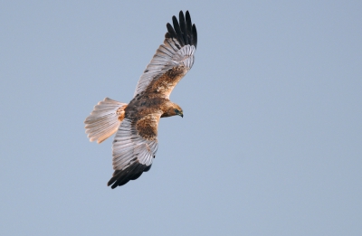 Je gaat voor de Sprinkhaanzanger. Je installeert je aan de rietkant, maar geen zanger, wel een vogel die hoog in de lucht een luchtshow uitvoert met snelle wendingen,steile duikvluchten, en stijlvolle loopings. Ik heb mij met veel plezier een morgen lang met deze vogel bezig gehouden. Hier een beeld van de kleurenpracht van het mannetje.