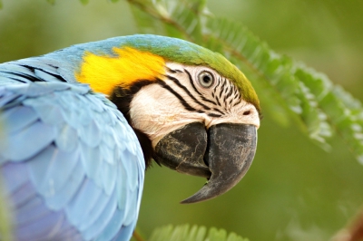<i class='fa fa-user'></i>&nbsp;oosterhuis&nbsp;|   Blauw-gele Ara&nbsp; <i class='fa fa-eye'>&nbsp;318</i> &nbsp; <i class='fa fa-comment-o'>&nbsp;2</i>