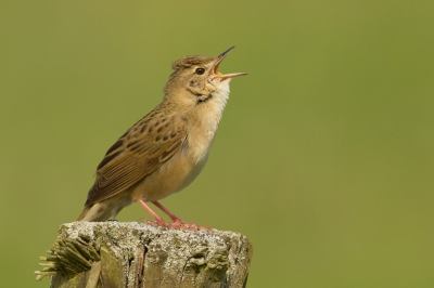 Na veel geduld deze leuke vogel eindelijk close in beeld gekregen.