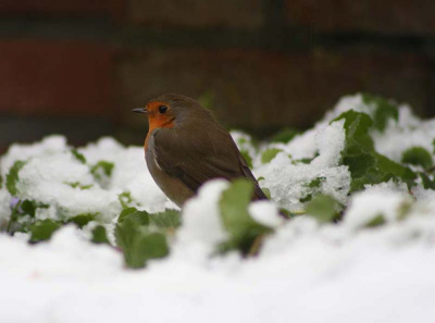 De winter is begonnen