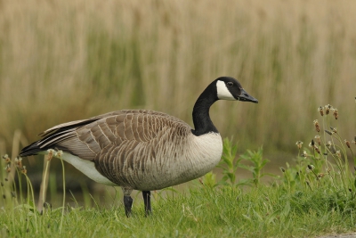 <i class='fa fa-user'></i>&nbsp;Gerard Visser&nbsp;|   Grote Canadese Gans&nbsp; <i class='fa fa-eye'>&nbsp;298</i> &nbsp;<i class='fa fa-thumbs-up'>&nbsp;1</i> &nbsp; <i class='fa fa-comment-o'>&nbsp;8</i>
