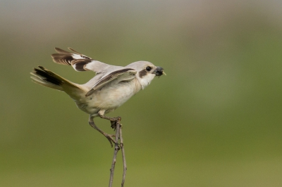 Weer een prachtige dag vandaag, het genoegen gehad dit prachtige vogeltje te fotograferen.