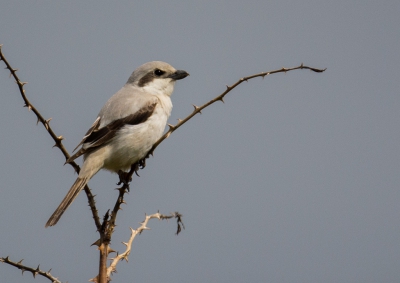 Deze vogel was totaal niet bang en ging gewoon zijn gang, hippen achter eten aan gewoon in de richting waar wij stonden. En af en toe eens poseren op een struik prachtig.