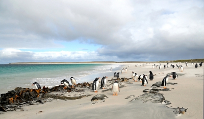 Het zou zo maar een schilderij kunnen zijn, maar nee, een strandtafereel vol met Gentoo pinguns. Was er even bij gaan zitten om van dit schitterende strand te genieten toen de pinguns zomaar om mij heen wandelden. Net mensen.