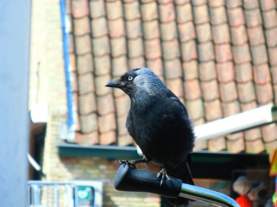 We zaten op een terrasje waar een aantal huismussen, een zilvermeeuw en dit kauwtje zaten te wachten tot we de restjes van ons eten lieten staan :). Hier heb ik deze foto gemaakt. Grappig vind ik dat de kauw op het stuur van een fiets zit.