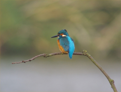 vanmorgen bezoekje aan vogelhut bij het hoefijzermeer. na enige tijd de ijsvogel op de takken voor de hut.
400mm 200iso F8.0