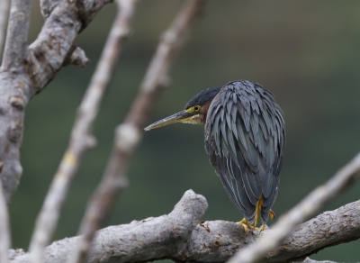 Tijdens een wandeling door een mangrove bos viel mijn oog op deze Groene reiger, tussen de takken door gefotografeerd.