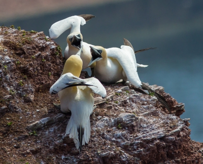 Burenruzie in de Jan van Gent kolonie op Helgoland.