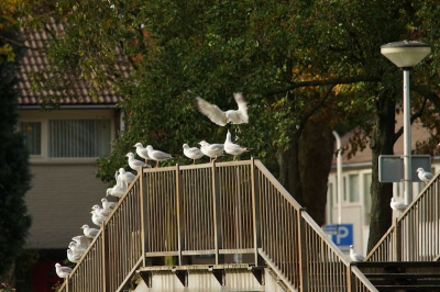 in het park aan de overkant zag ik deze meeuwen op de brug zitten met een vliegbeed. dat was voor mij de aanleiding dit op foto te zetten met redelijke omstandigheden.