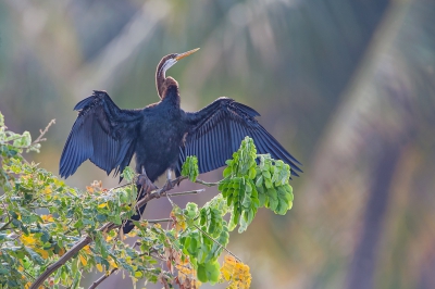 <i class='fa fa-user'></i>&nbsp;Wilfred Marissen&nbsp;|   Indische Slangenhalsvogel&nbsp; <i class='fa fa-eye'>&nbsp;243</i> &nbsp; <i class='fa fa-comment-o'>&nbsp;1</i>