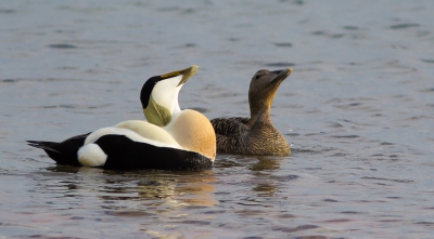 Baltsende Eidereenden aan het strand van Helgoland.