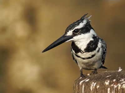 Deze Bonte IJsvogel kwam heel dichtbij de brug op een paal zitten, dus snel door de knien en tussen de brugleuning door deze foto kunnen maken.