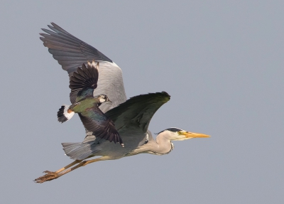 <i class='fa fa-user'></i>&nbsp;Edward van Altena&nbsp;|   Blauwe Reiger&nbsp; <i class='fa fa-eye'>&nbsp;569</i> &nbsp;<i class='fa fa-thumbs-up'>&nbsp;6</i> &nbsp; <i class='fa fa-comment-o'>&nbsp;11</i>