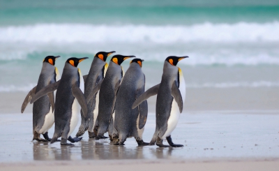 Op het strand van Volunteerpoint op de Falklands is het een komen en gaan van Koningspinguns. Of alleen, maar vaak in groepjes marcheren ze  van of naar de zee. Een koddig gezicht om dit kleurrijk geheel waggelend voor je lens te krijgen.