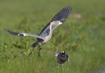 <i class='fa fa-user'></i>&nbsp;Edward van Altena&nbsp;|   Blauwe Reiger&nbsp; <i class='fa fa-eye'>&nbsp;474</i> &nbsp; <i class='fa fa-comment-o'>&nbsp;3</i>