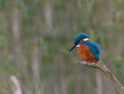 Zondag morgen vroeg op pad gegaan in de hoop na lange tijd weer is een IJsvogel op de foto te zetten. Na 2 uur gewacht te hebben liet deze man zich eindelijk zien. Kwam ook nog 2 bevers tegen dus ik had een top dag.