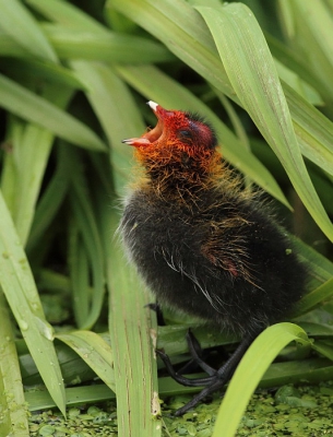 <i class='fa fa-user'></i>&nbsp;RemcoB&nbsp;|   Meerkoet&nbsp; <i class='fa fa-eye'>&nbsp;362</i> &nbsp;<i class='fa fa-thumbs-up'>&nbsp;1</i> &nbsp; <i class='fa fa-comment-o'>&nbsp;3</i>