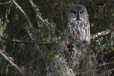 Wat een camouflage hebben deze uilen. 

Ik fotografeer dit exemplaar al meer dan een jaar en ken zijn geselecteerde habitat goed. Ik weet dus de plekjes waar ik hem kan vinden. Maar dat betekend niet altijd dat ik hem ook meteen zie. Zo zat ik hier al ruim vier uur te wachten, terwijl ik hem al meerdere keren had gehoord. Maar zien deed ik hem niet. Ik begon al te denken dat ik iets anders gehoord moest hebben. Maar toen ik opstond en een paar meter naar rechts liep, zag ik hem plots zitten tussen het baardmos en de dooie fijnspar takjes. Hij had me mooi te pakken.
