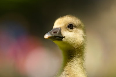 <i class='fa fa-user'></i>&nbsp;Gert-Jan Cromwijk&nbsp;|   Grauwe Gans&nbsp; <i class='fa fa-eye'>&nbsp;312</i> &nbsp;<i class='fa fa-thumbs-up'>&nbsp;2</i> &nbsp; <i class='fa fa-comment-o'>&nbsp;5</i>