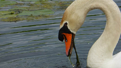 aparte uitsnede van wilde zwaan Tiendweg Gouda-Oudewater