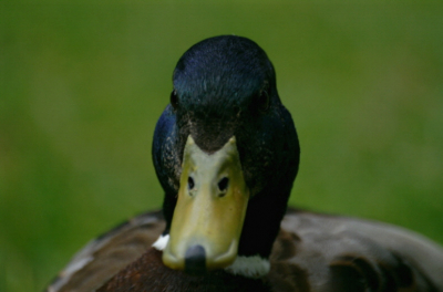 Hierbij mijn eerste foto op birdpix. Deze eend kwam wel heel dicht bij.