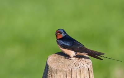 Deze heb ik 2 weken geleden gemaakt in de polder Arkemheen. Door de zon is de blauwe gloed mooi te zien.