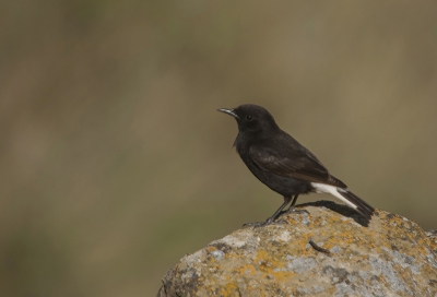 ik ben vorige week naar spanje geweest en het was daar echt geweldig voor vogels o.a deze mooie zwarte tapuit