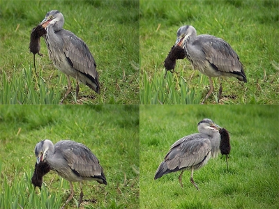 <i class='fa fa-user'></i> Marcel van der Tol | Blauwe Reiger  <i class='fa fa-eye'> 1606</i>   <i class='fa fa-comment-o'> 1</i>