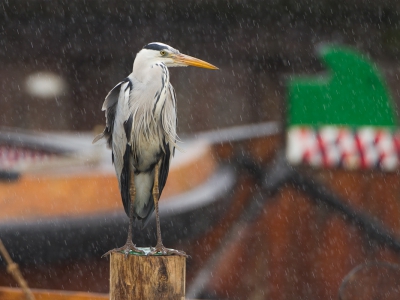 <i class='fa fa-user'></i>&nbsp;Gert-Jan Cromwijk&nbsp;|   Blauwe Reiger&nbsp; <i class='fa fa-eye'>&nbsp;338</i> &nbsp;<i class='fa fa-thumbs-up'>&nbsp;1</i> &nbsp; <i class='fa fa-comment-o'>&nbsp;6</i>