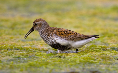 2 weken Marokko heeft weer veel vogelfoto's opgeleverd. Deze solitaire Bonte Strandloper troffen we aan in een klein poeltje voor de kust. Trok zich weinig van ons aan tijdens zijn zoektocht naar kleine larfjes.